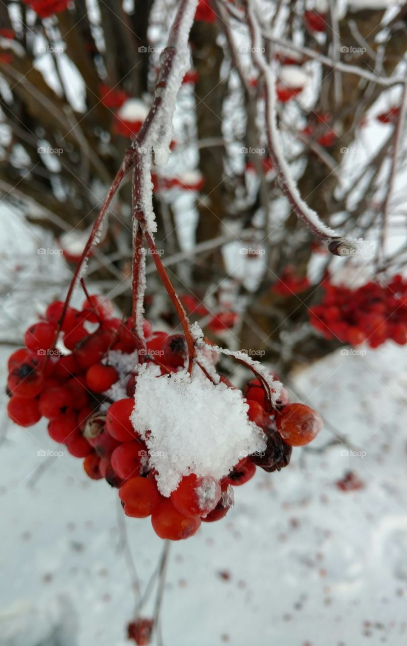 Snow on the bunch of cherries