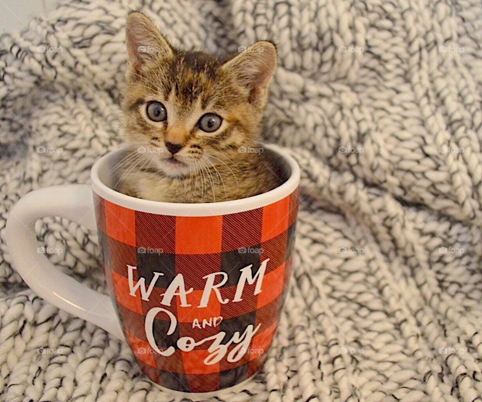 A mug full of kitten
