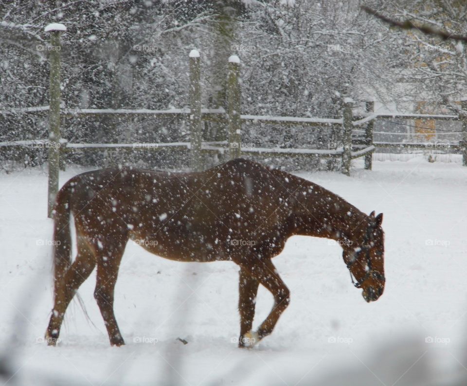 horse and Snow White in landscape