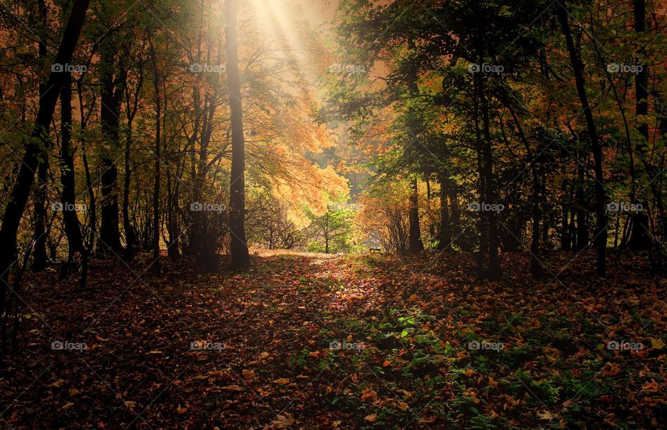 Beautiful mountain forest scenery