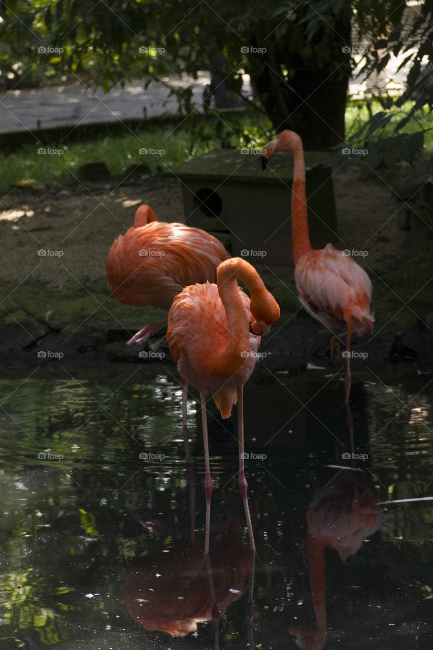 Flamingo's in the river