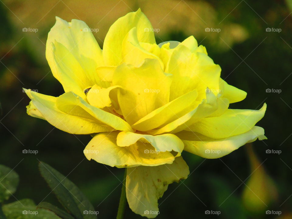 Beautiful yellow rose with beautiful natural background in india