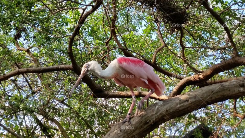 Roseate Spoonbill