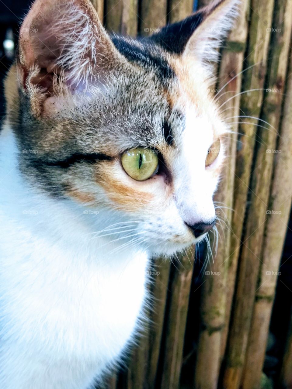 pet cat closeup