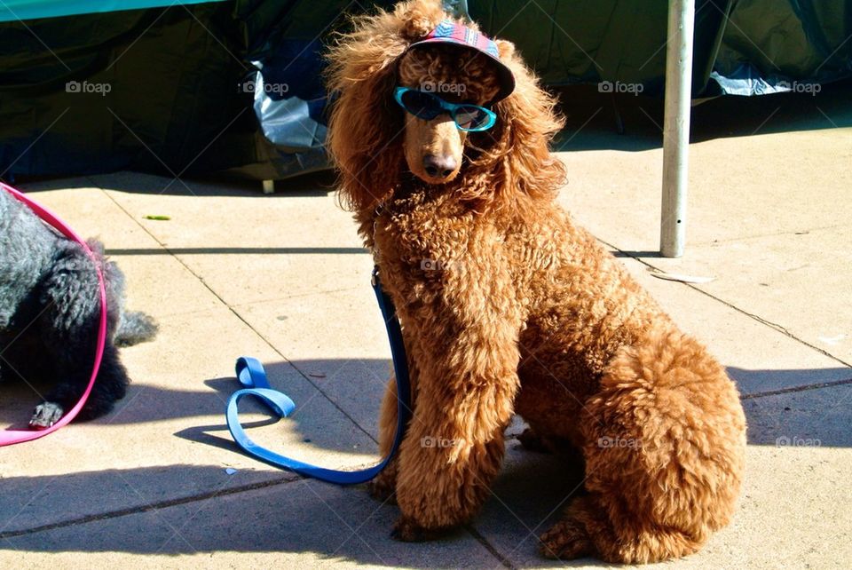Cool Poodle 