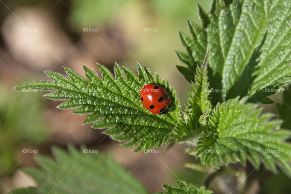 ladybug on a leaf