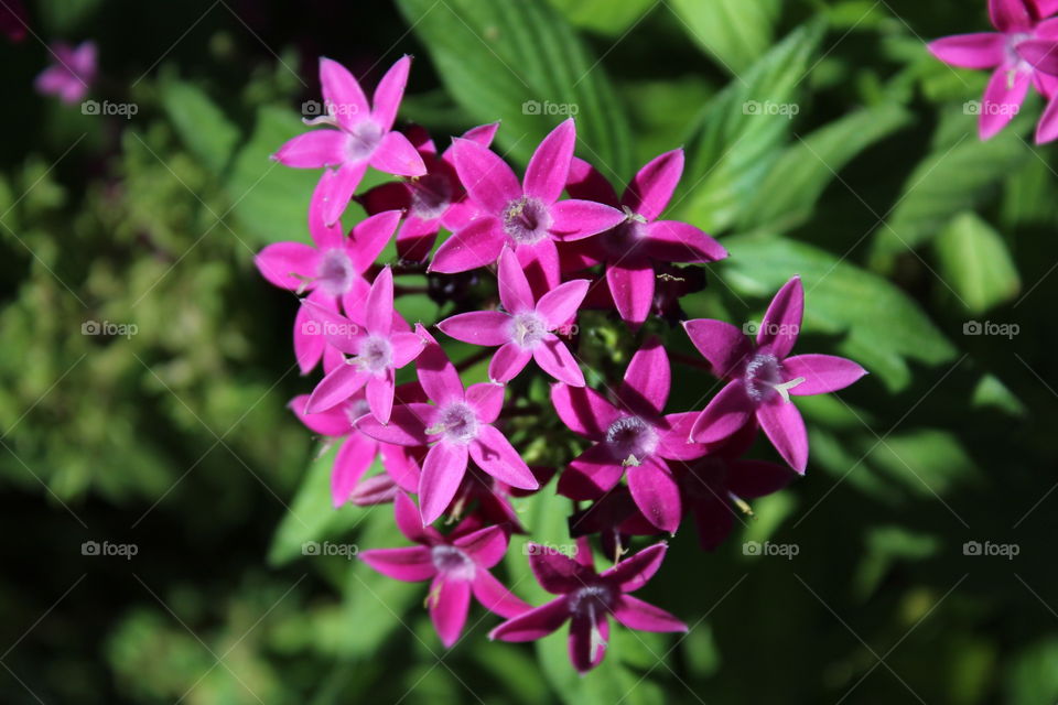 Flower, Nature, Flora, No Person, Garden