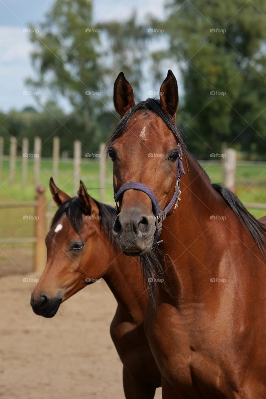 Horse with foal