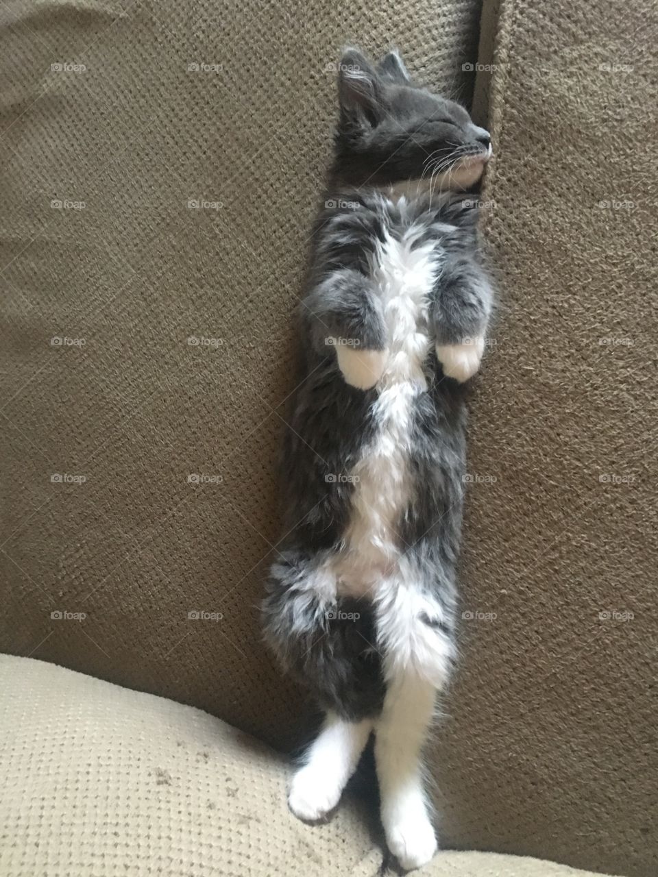 Little Gray Kitten shows her belly