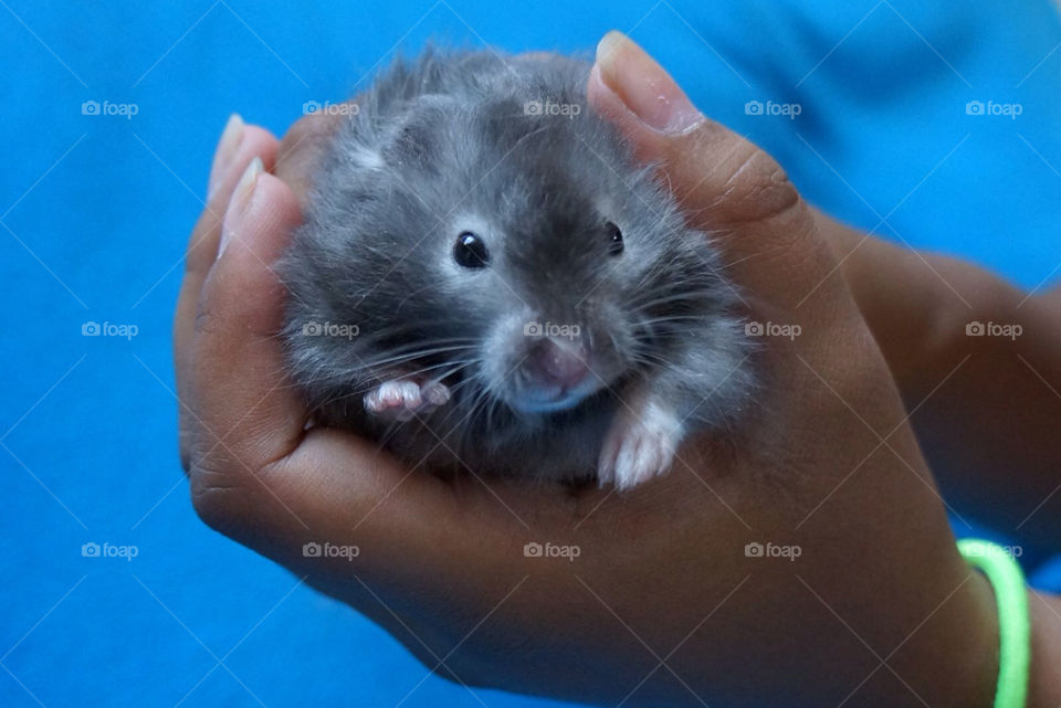 grey pets golden hamster by eksw