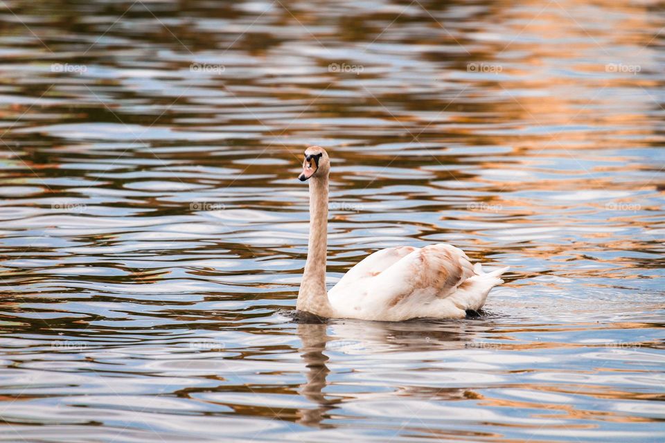 White swan floating on water