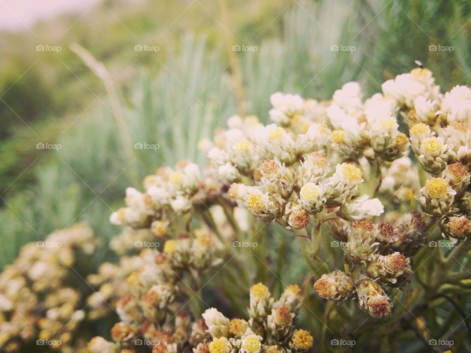 edelweiss flower
