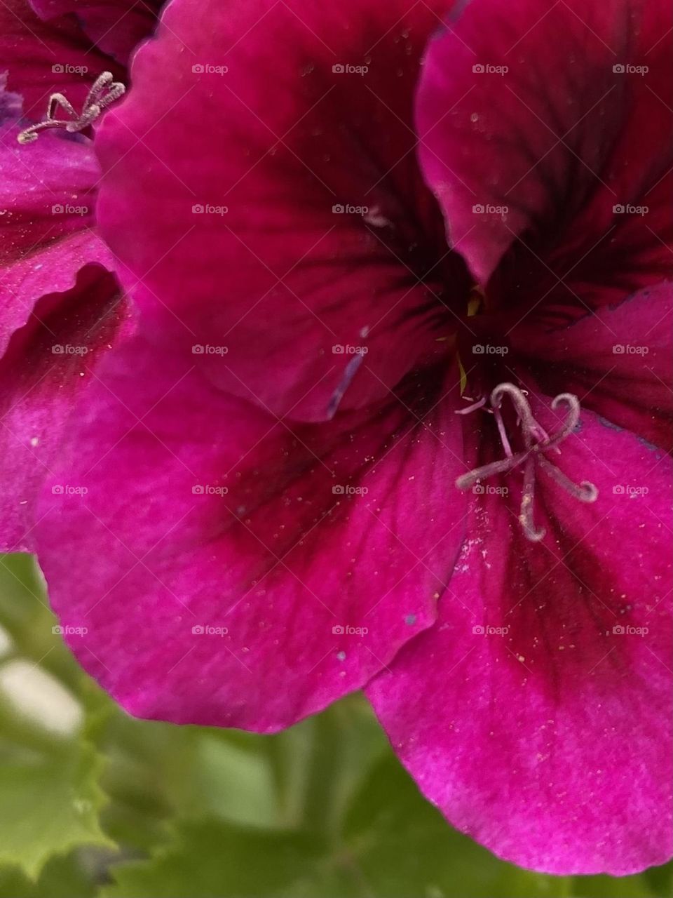 Closeup of a bright pick springtime flower.