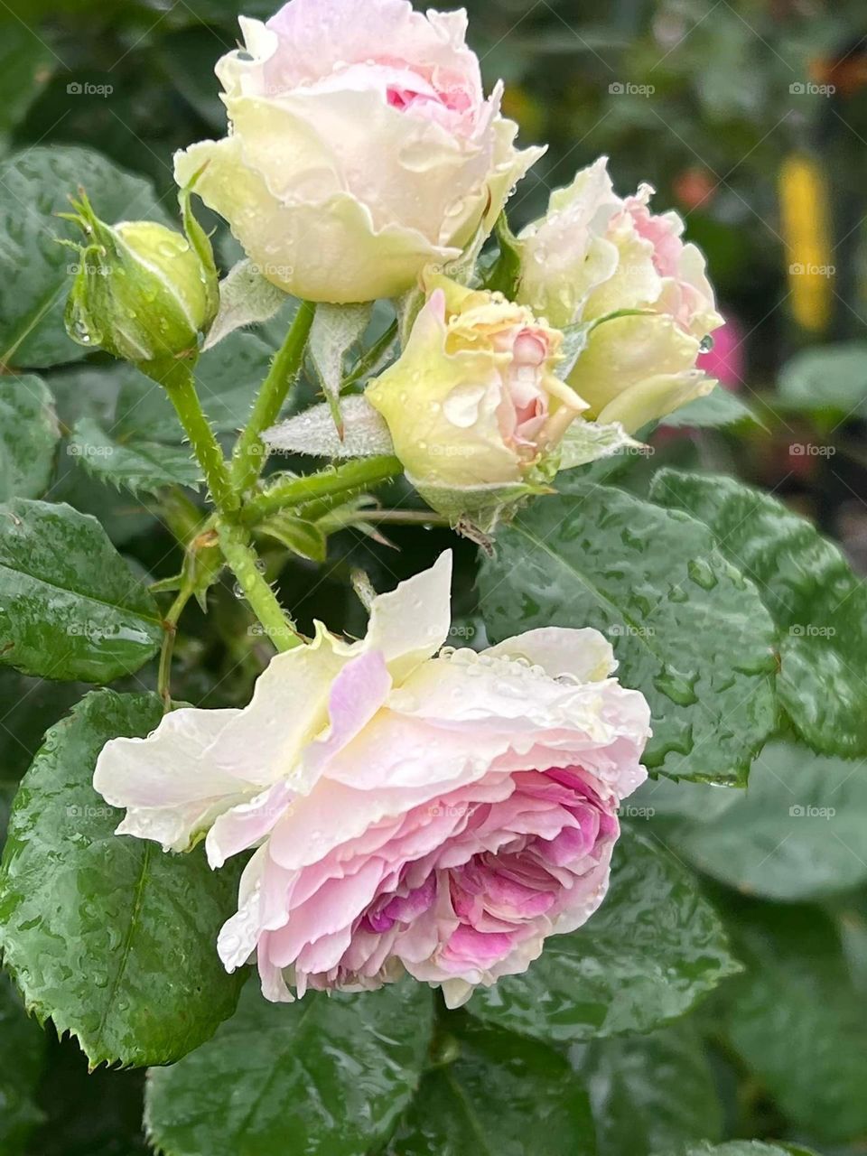 Beautiful flowers in bloom