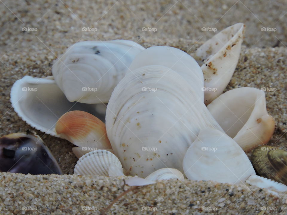 shells