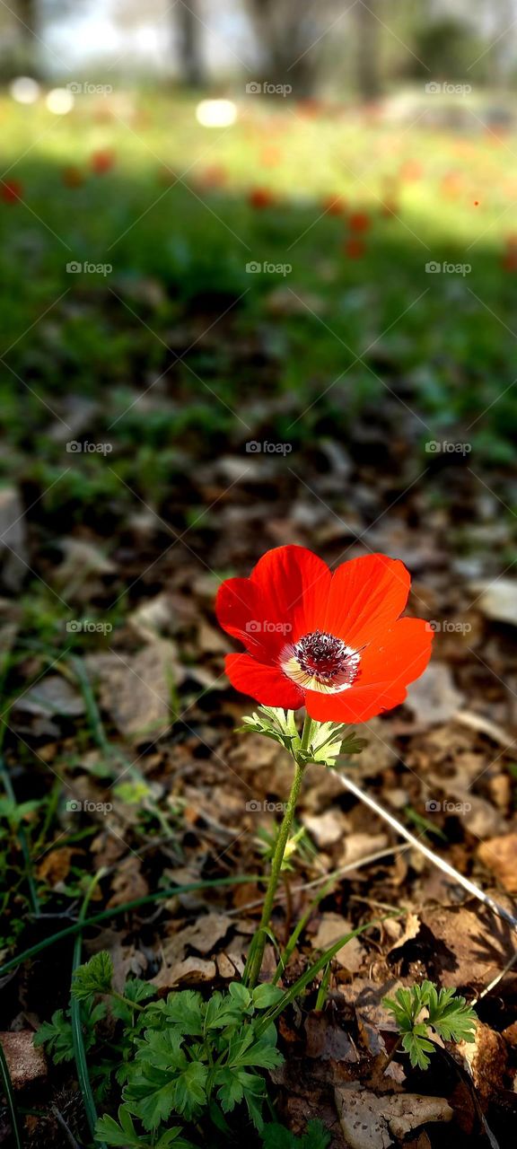 Anemone coronaria