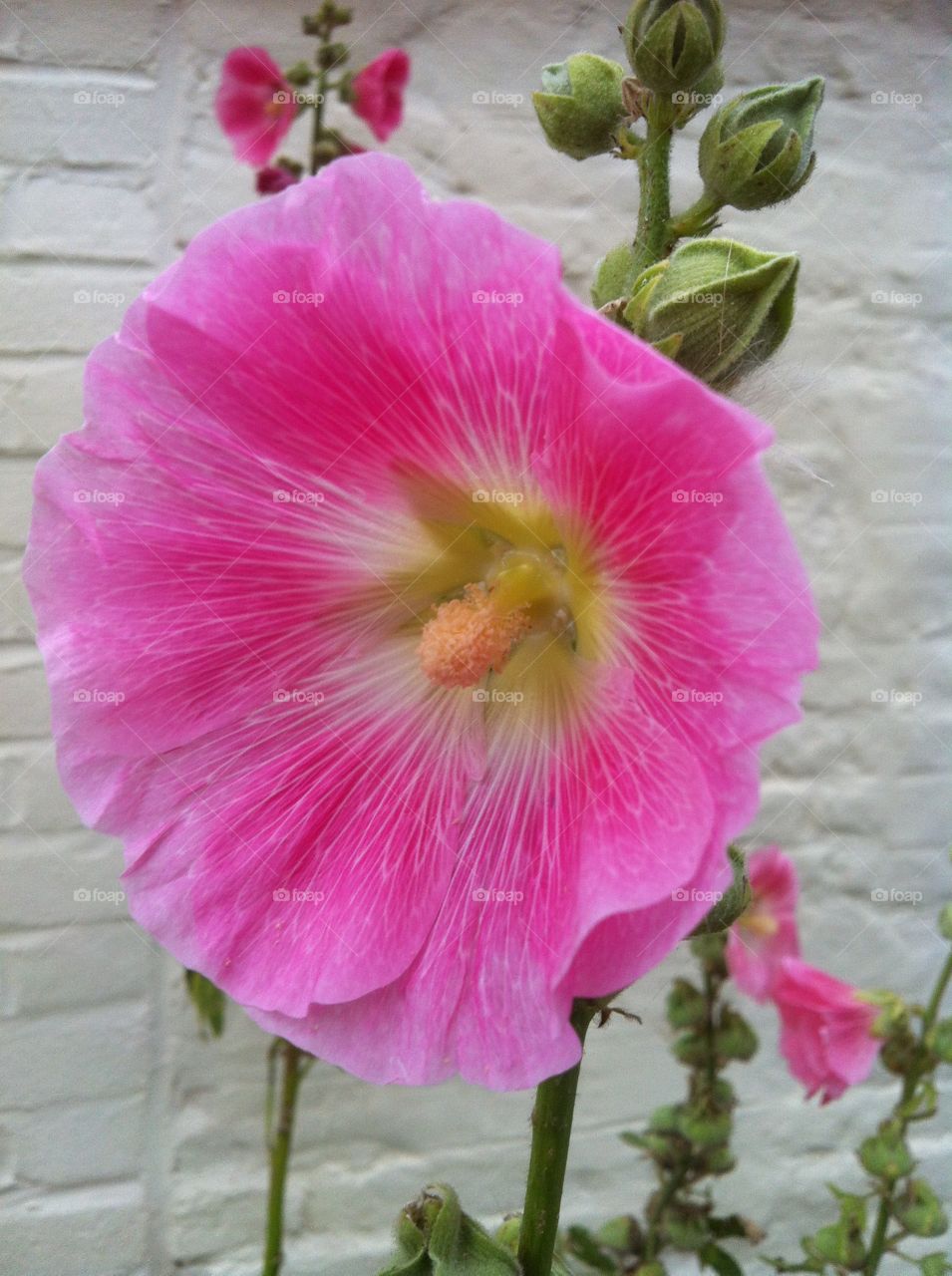 Hollyhock Pink Flower. Pink Hollyhock Flower
