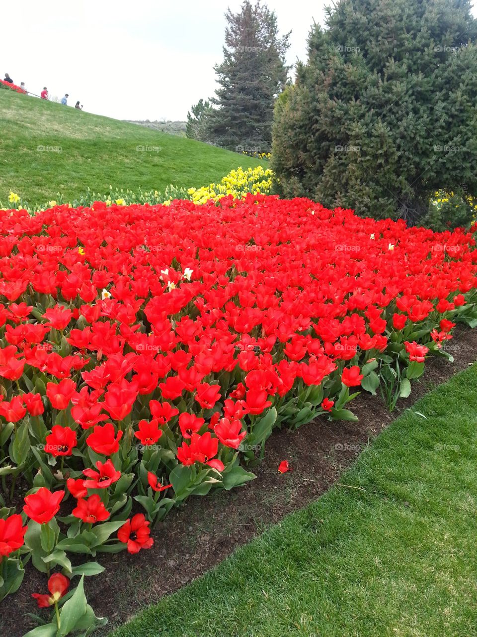 Tulips. walk at the festival