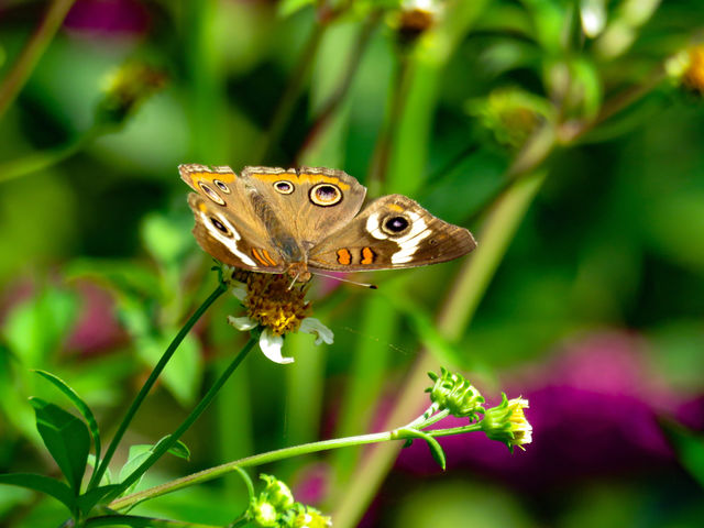 Common buckeye