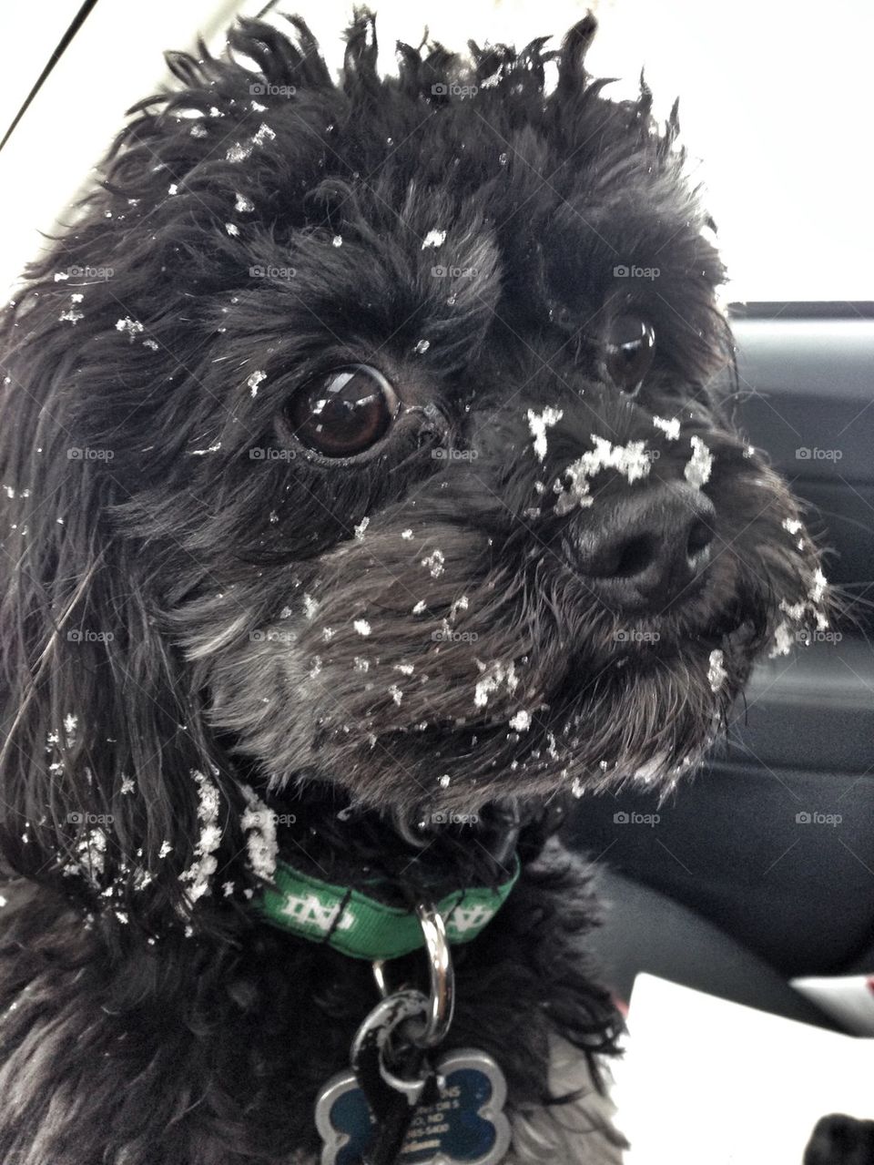Louie's first snowfall