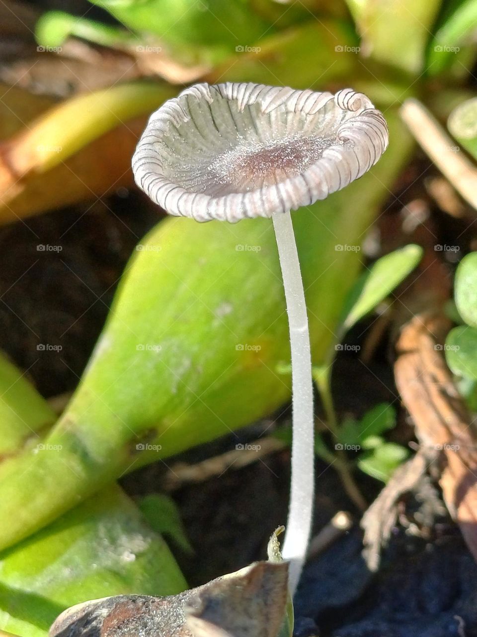 Mushroom