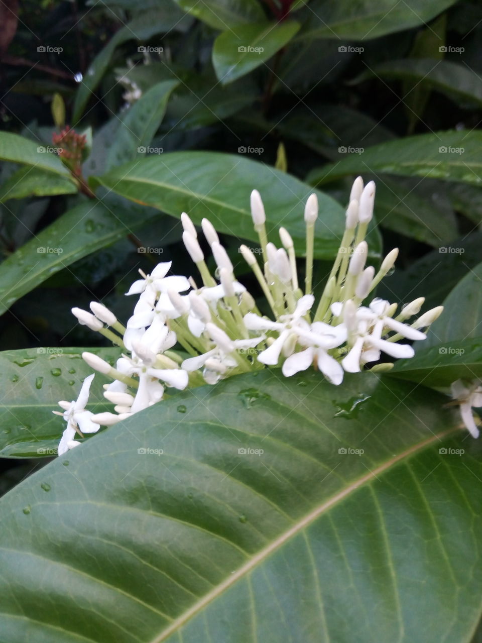 No Person, Nature, Leaf, Flora, Tropical