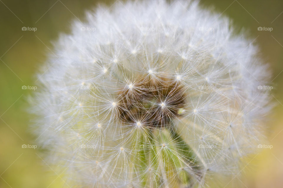 Dandelion close up
