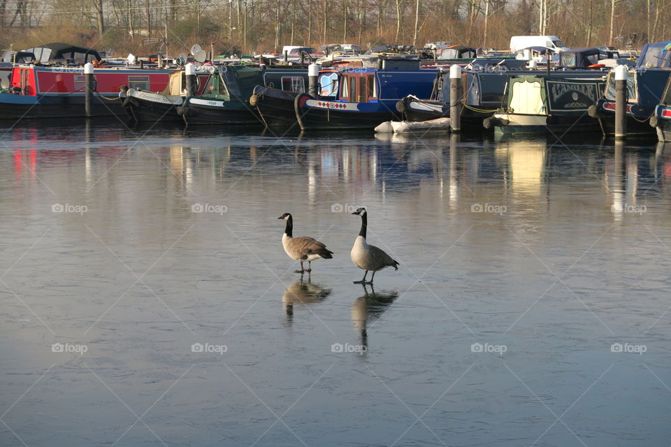 Geese on a Frozen lake. 