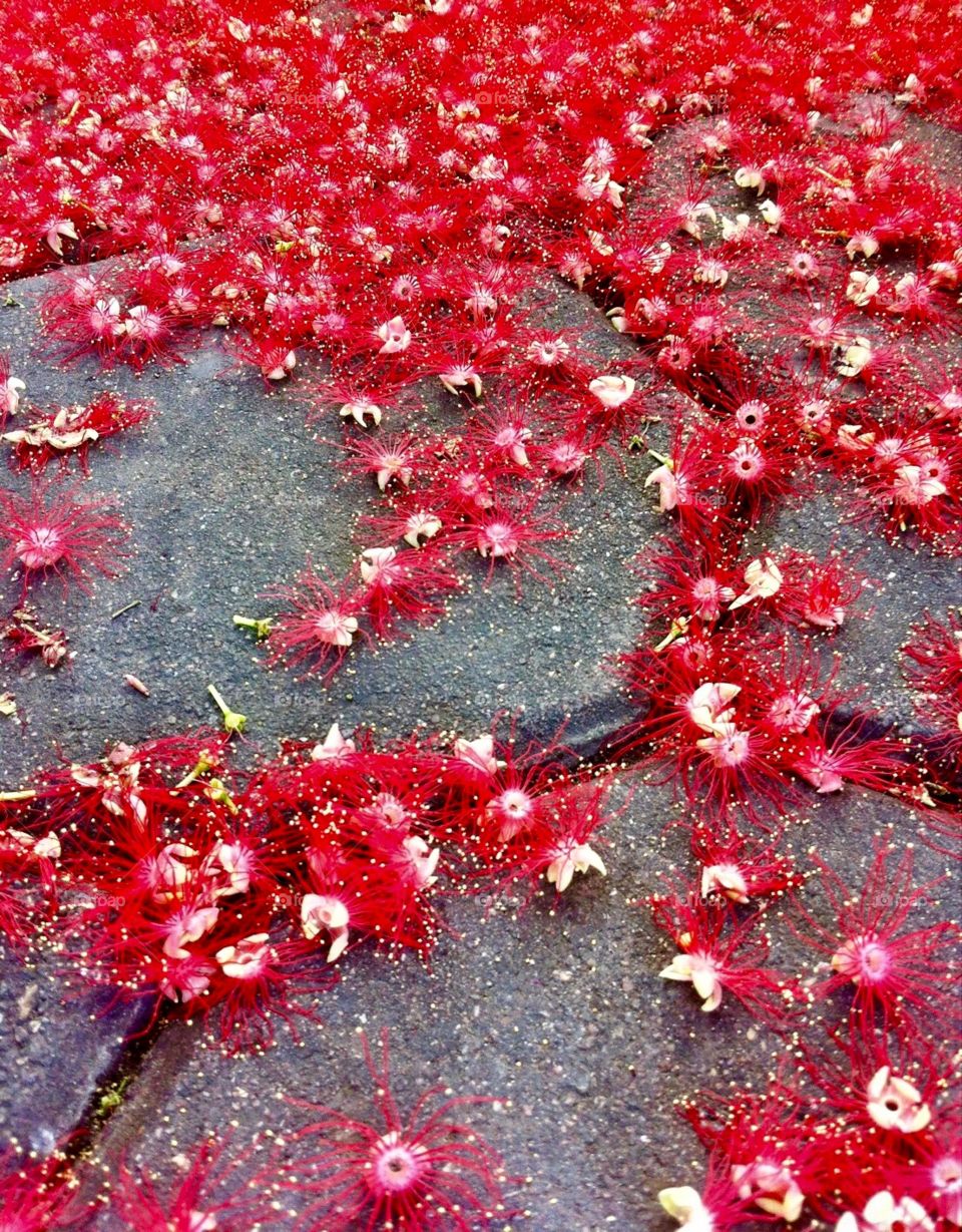 Red tiny flowers