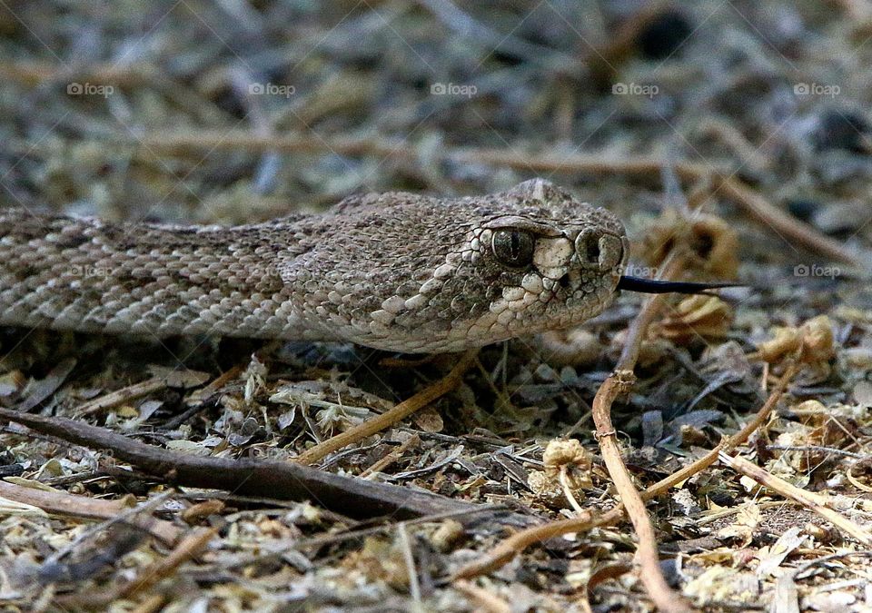 Western Diamondback Rattlesnake in Desert