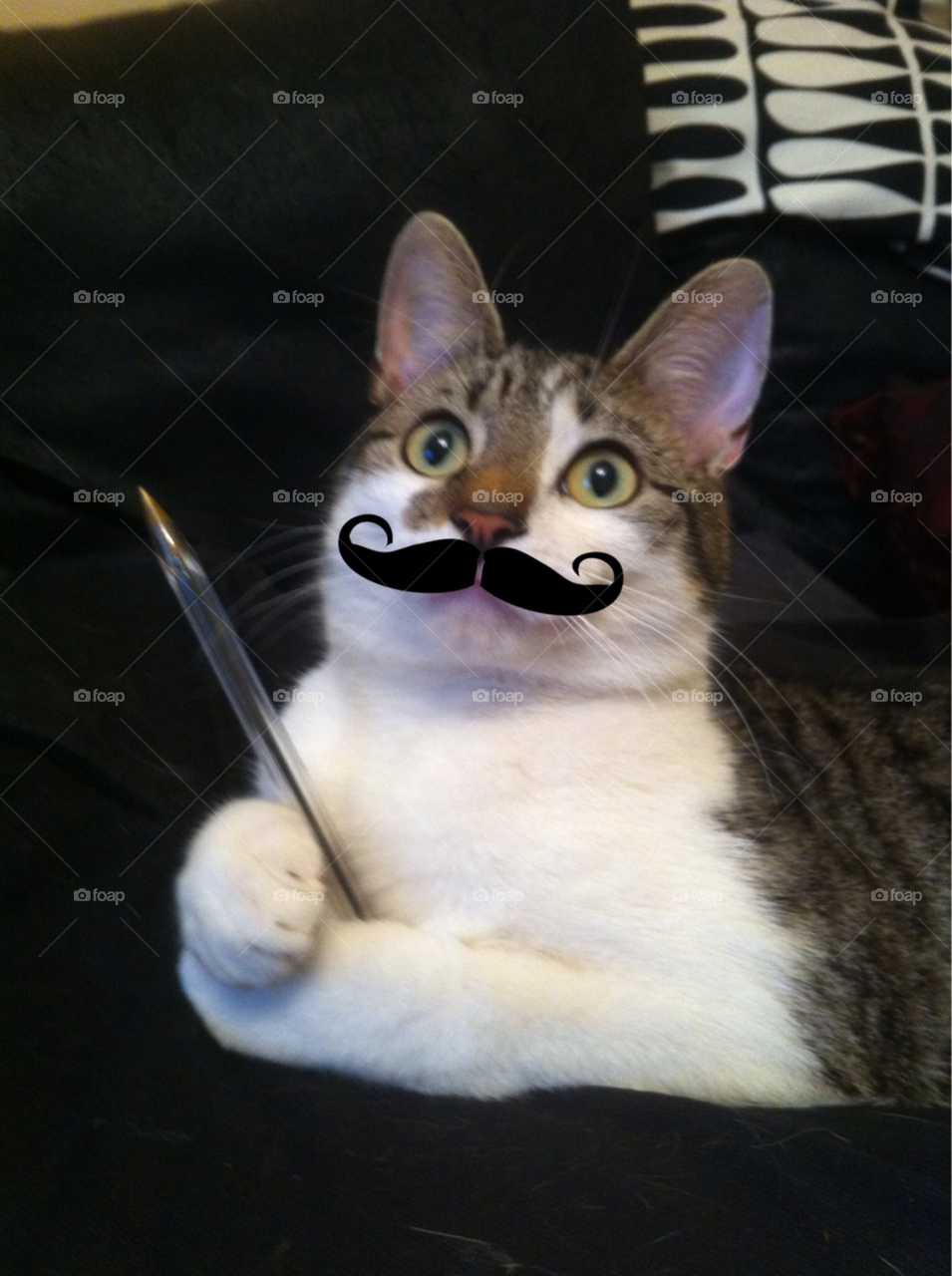 cat cool pen moustache by mandrews1