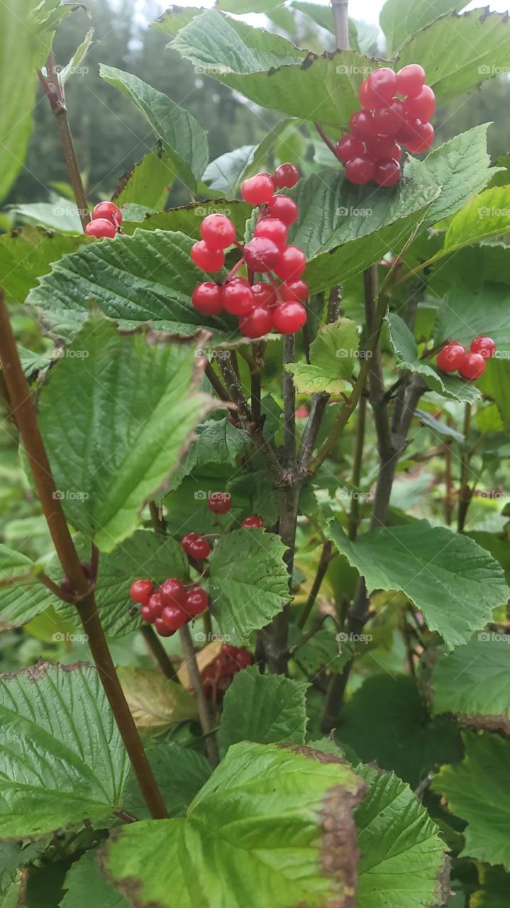 red alaskan berries