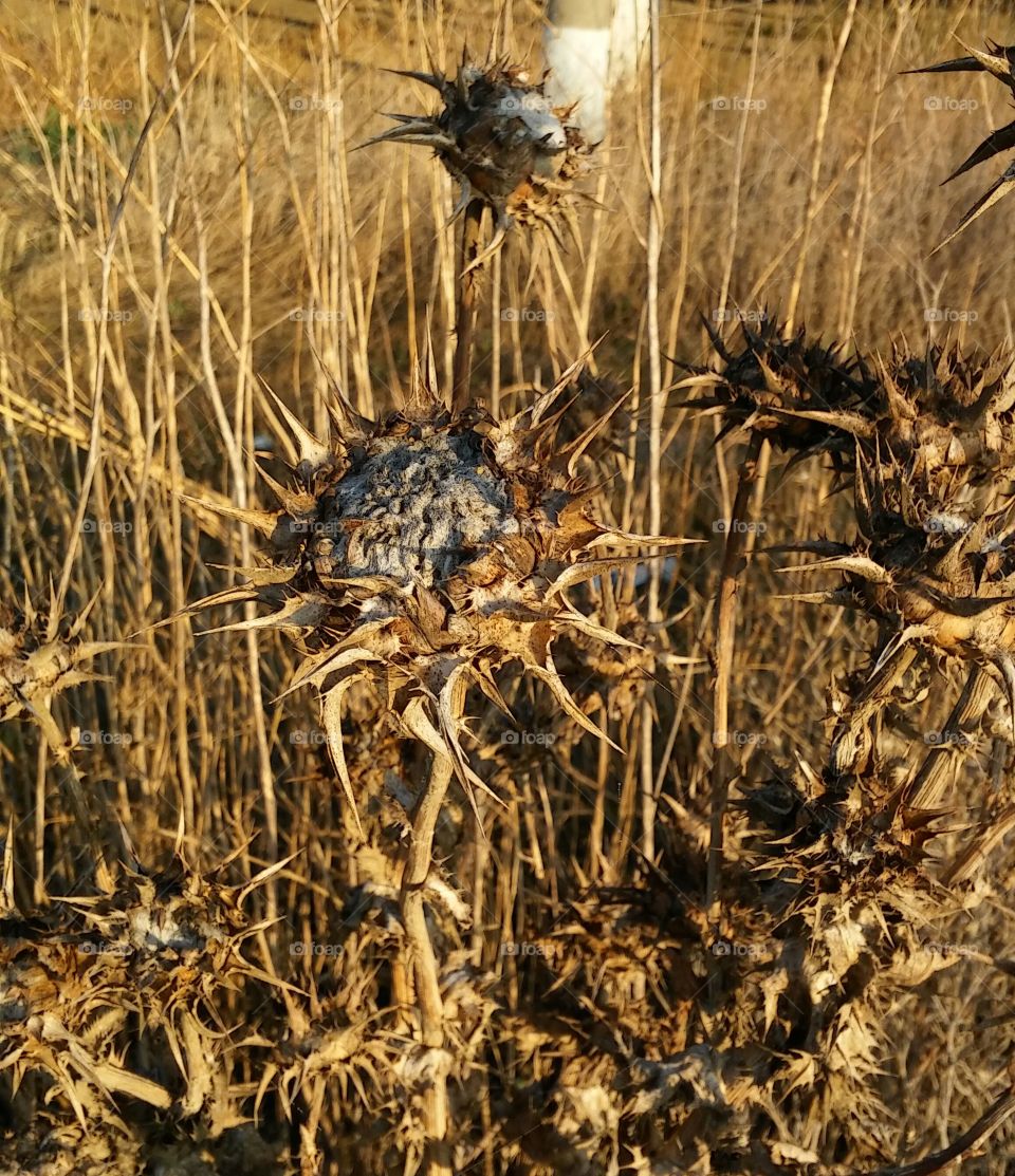 dried up weed flower