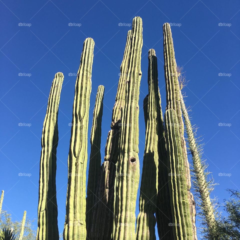 Desert cactus 