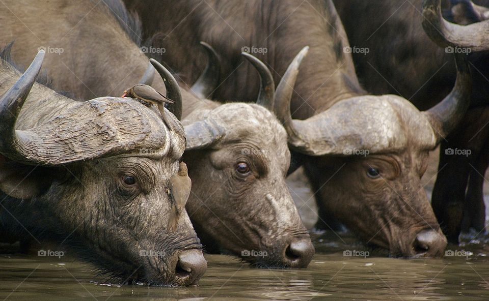 Buffalos drinking water in a pattern 