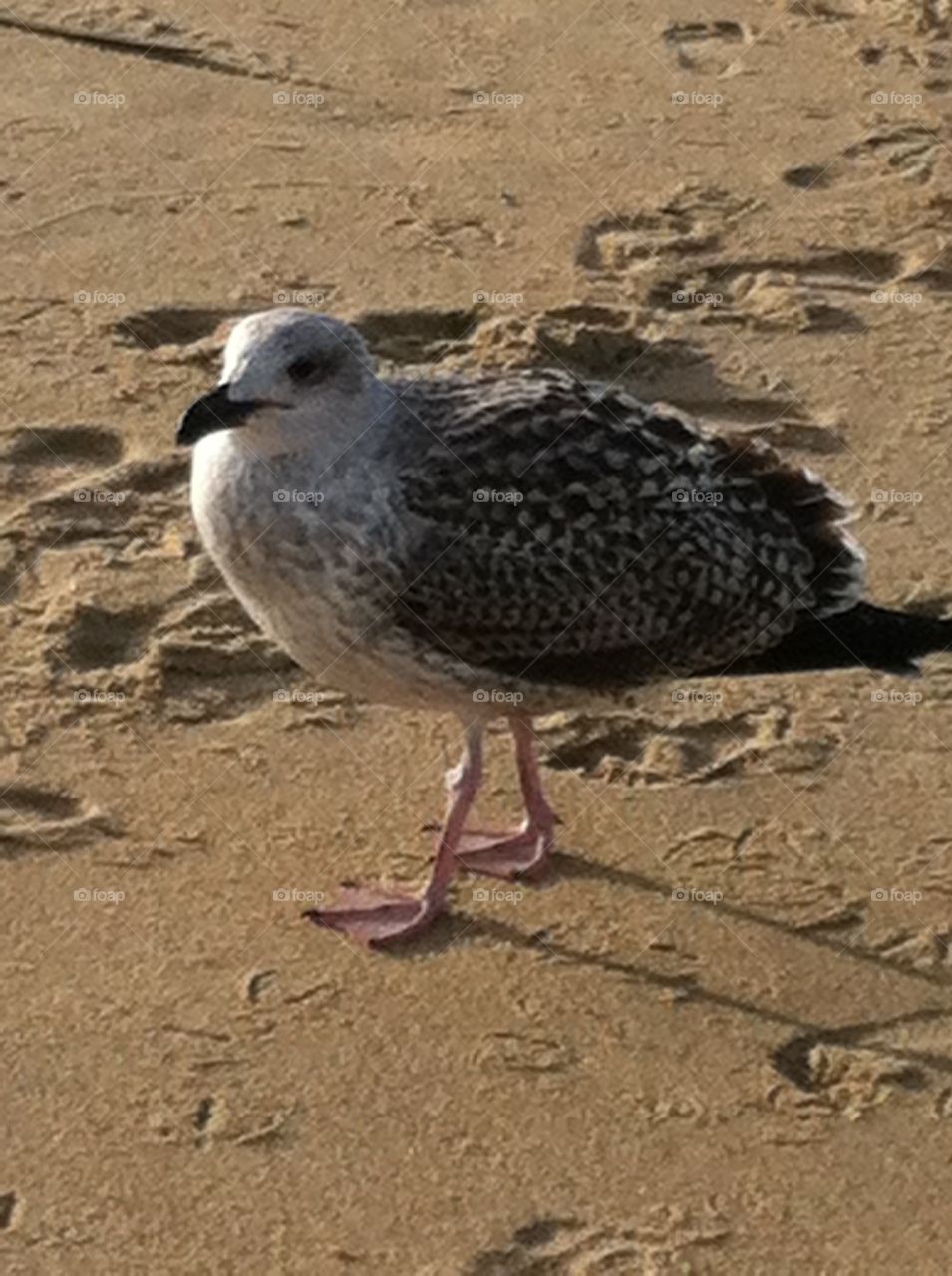 Bird at the beach