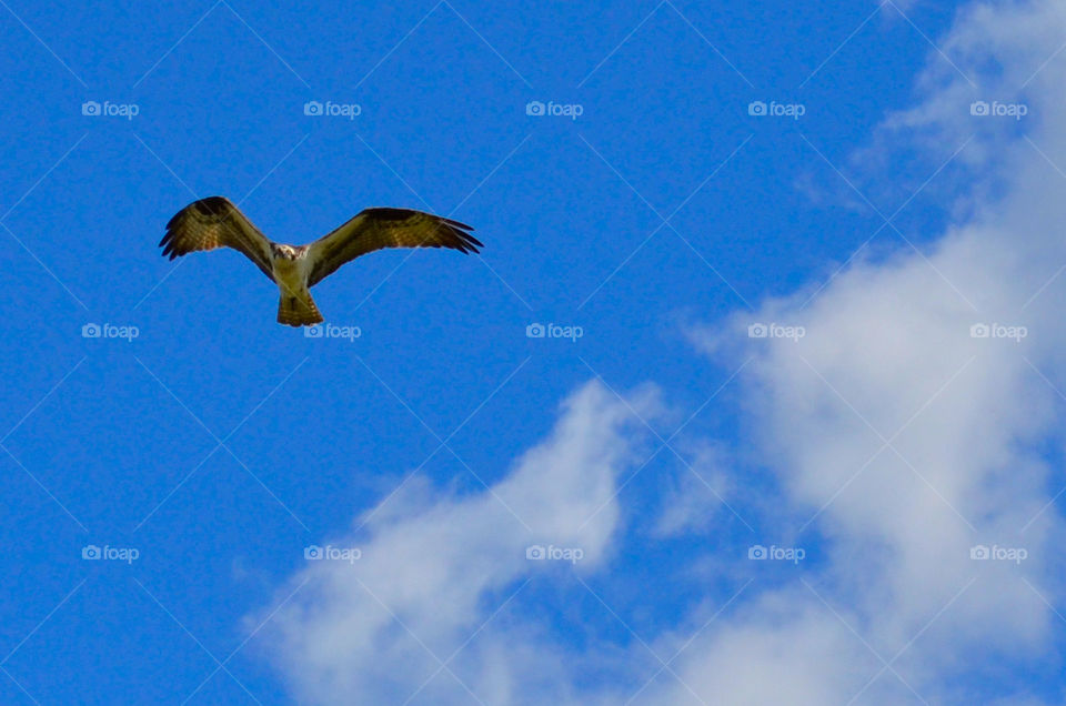 Bird's-eye View ( Series )