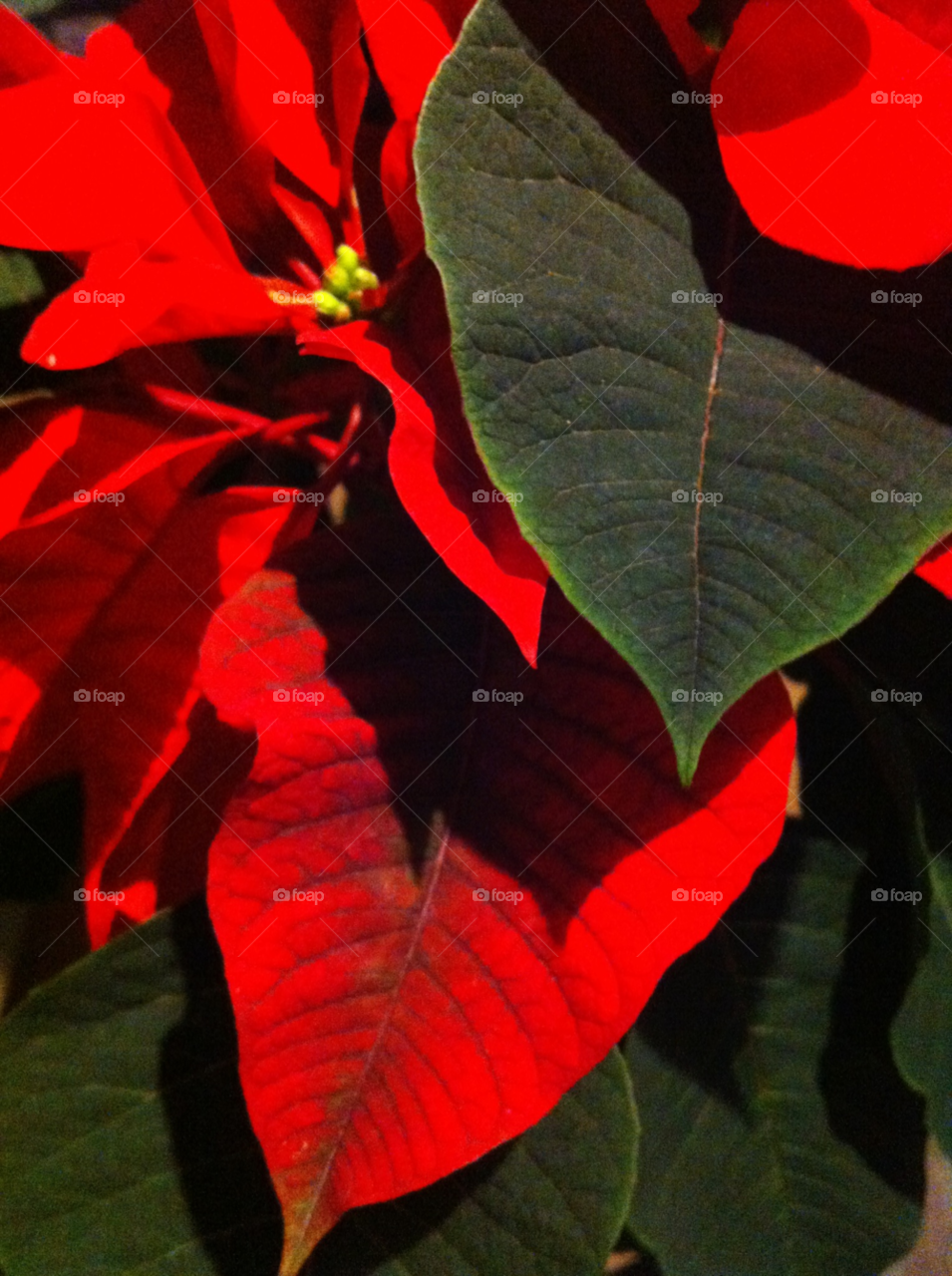 winter green red leaves by binkyboo