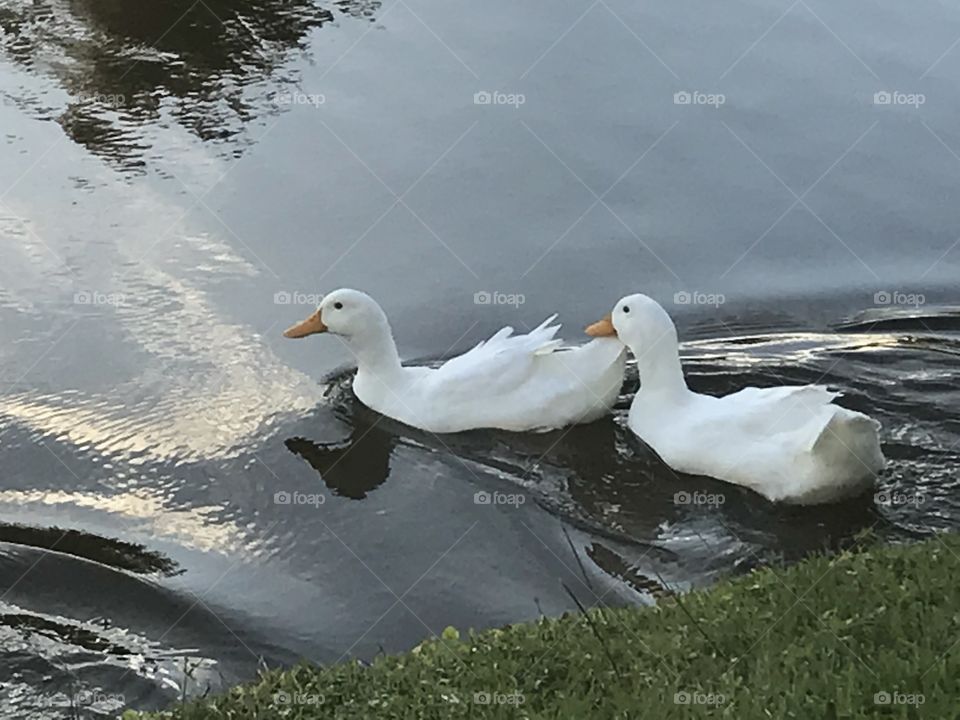 Two goose swimmers at the pond