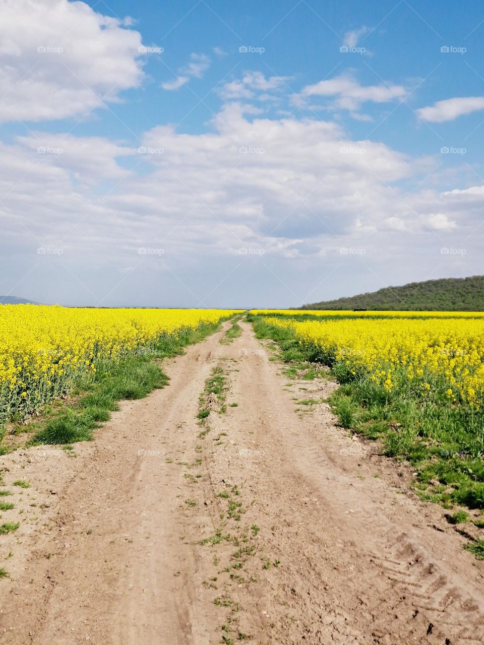 country road in the rape field