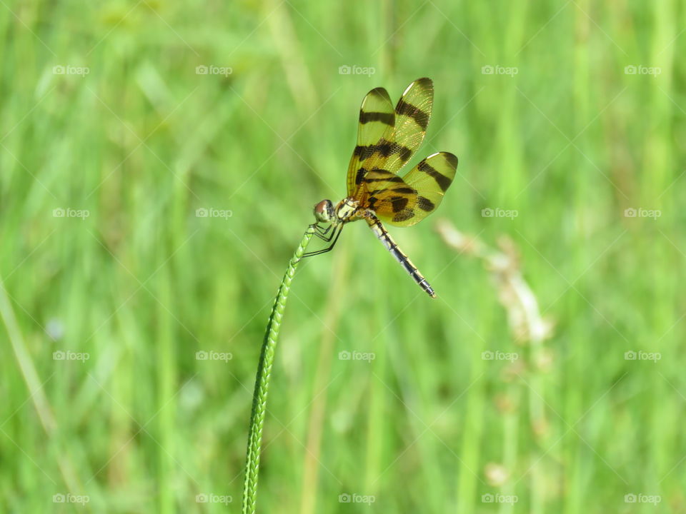 halloween pennant