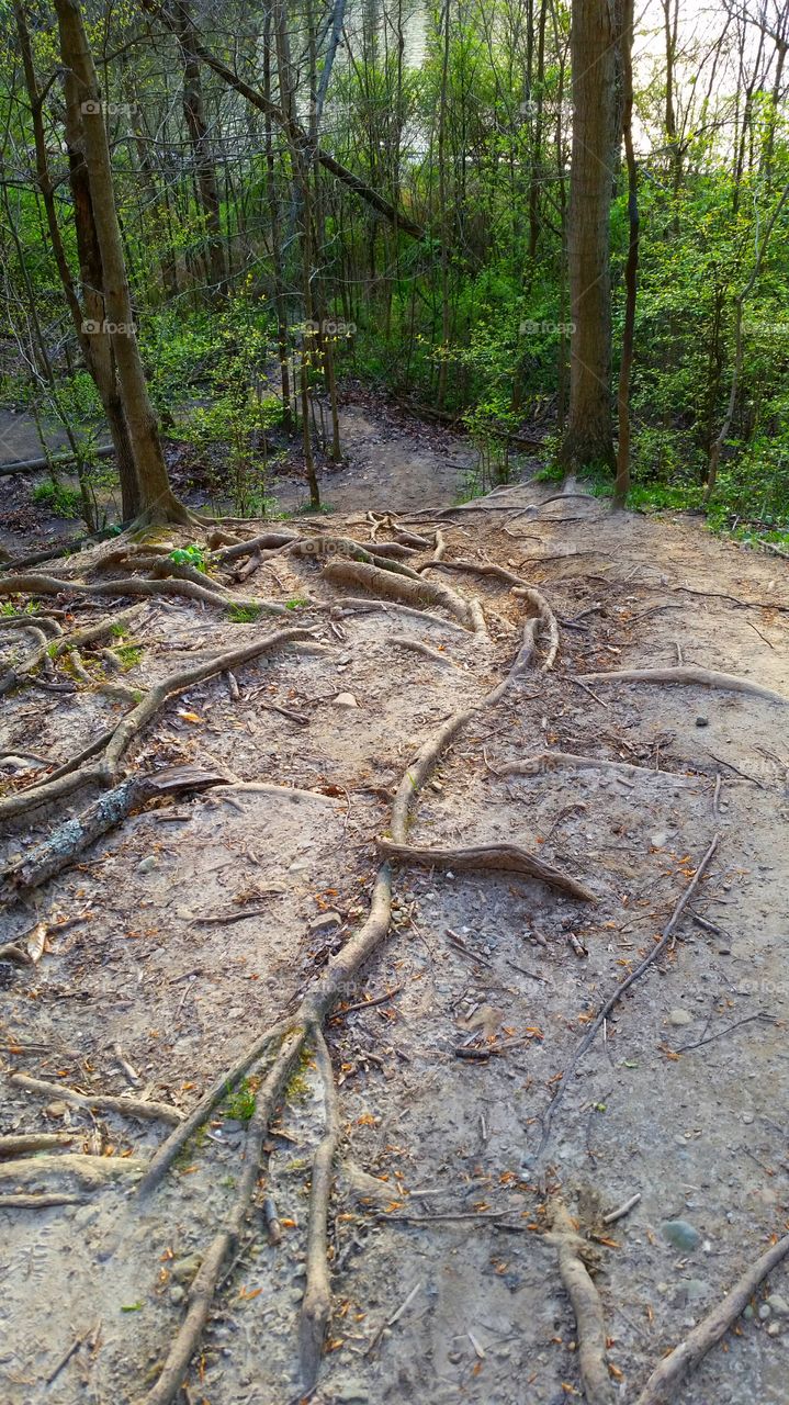 Hiking trail made difficult by gnarled exposed r