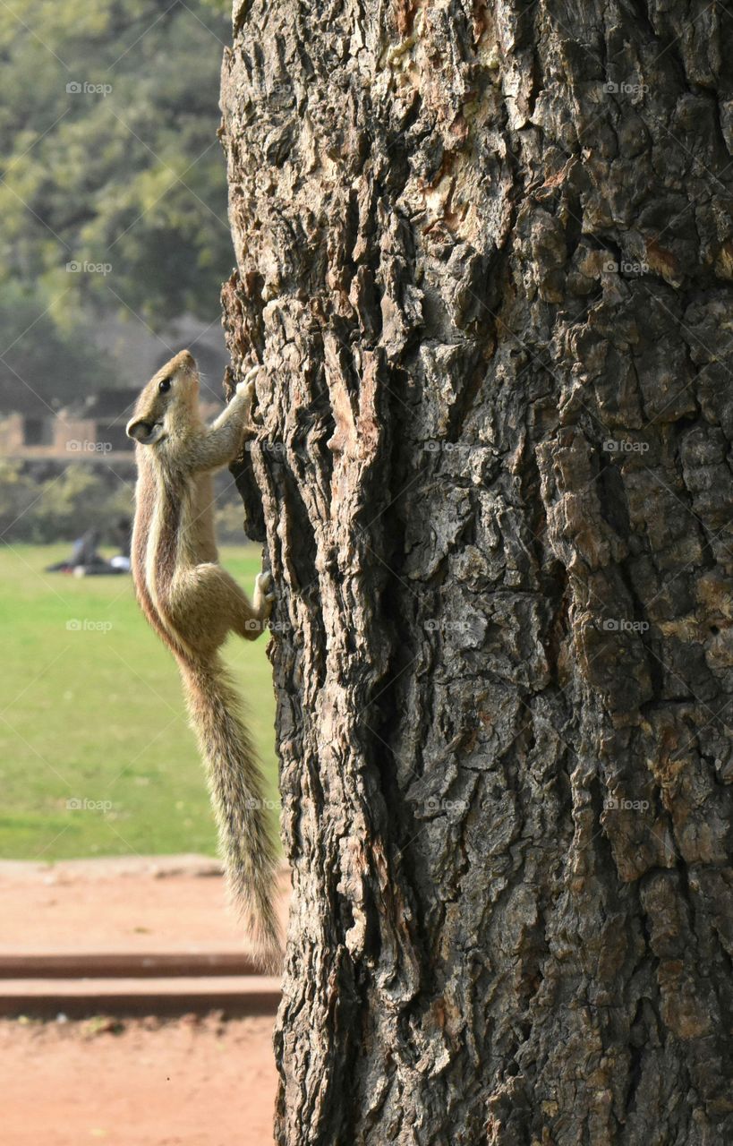 squirrel climb on tree.  go to Home . helping tree.