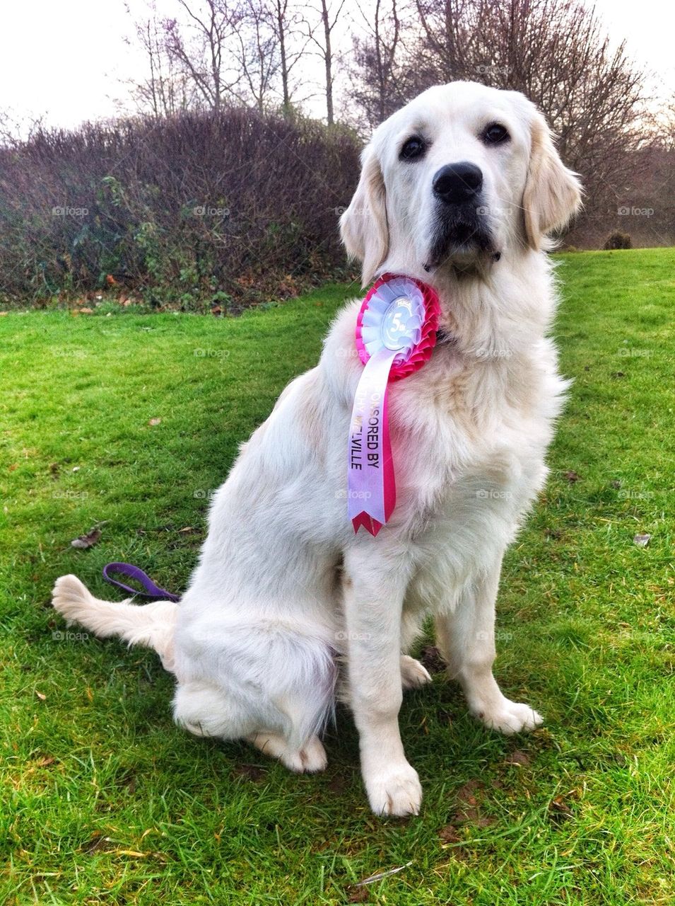 Zoe - Golden Retriever