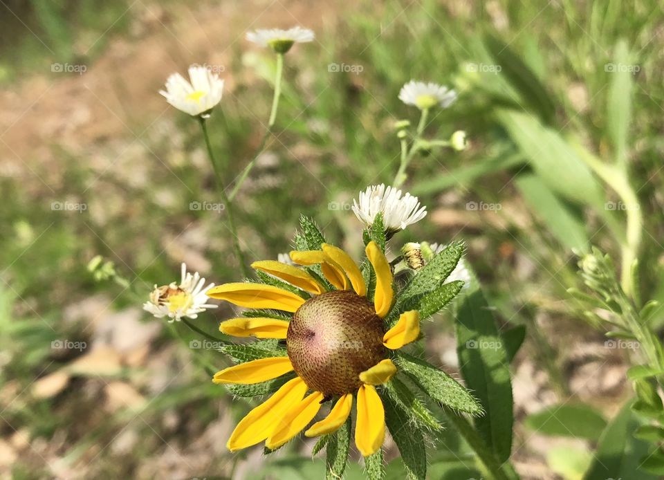 Brown Eye Susan and Daisies growing wild, flowers