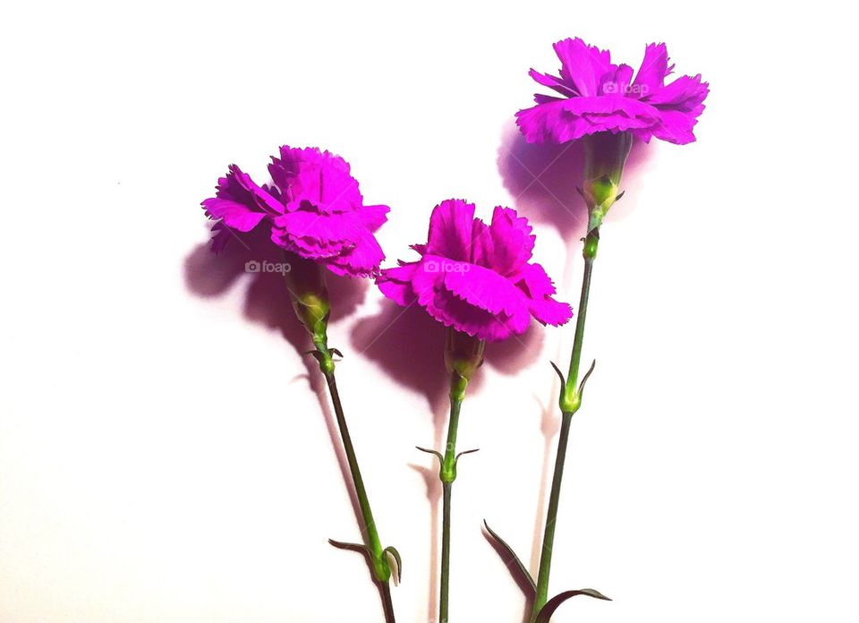 Purple Flowers