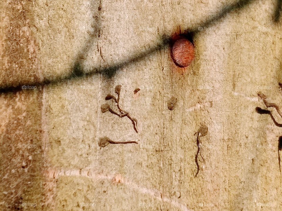 traces of a vine