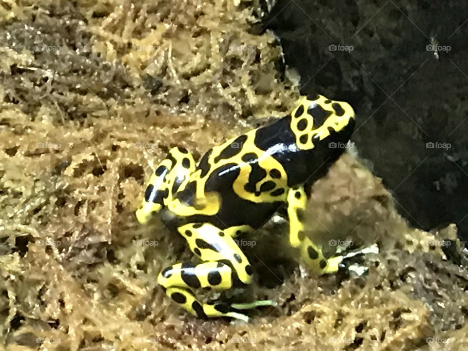 Steeler frog