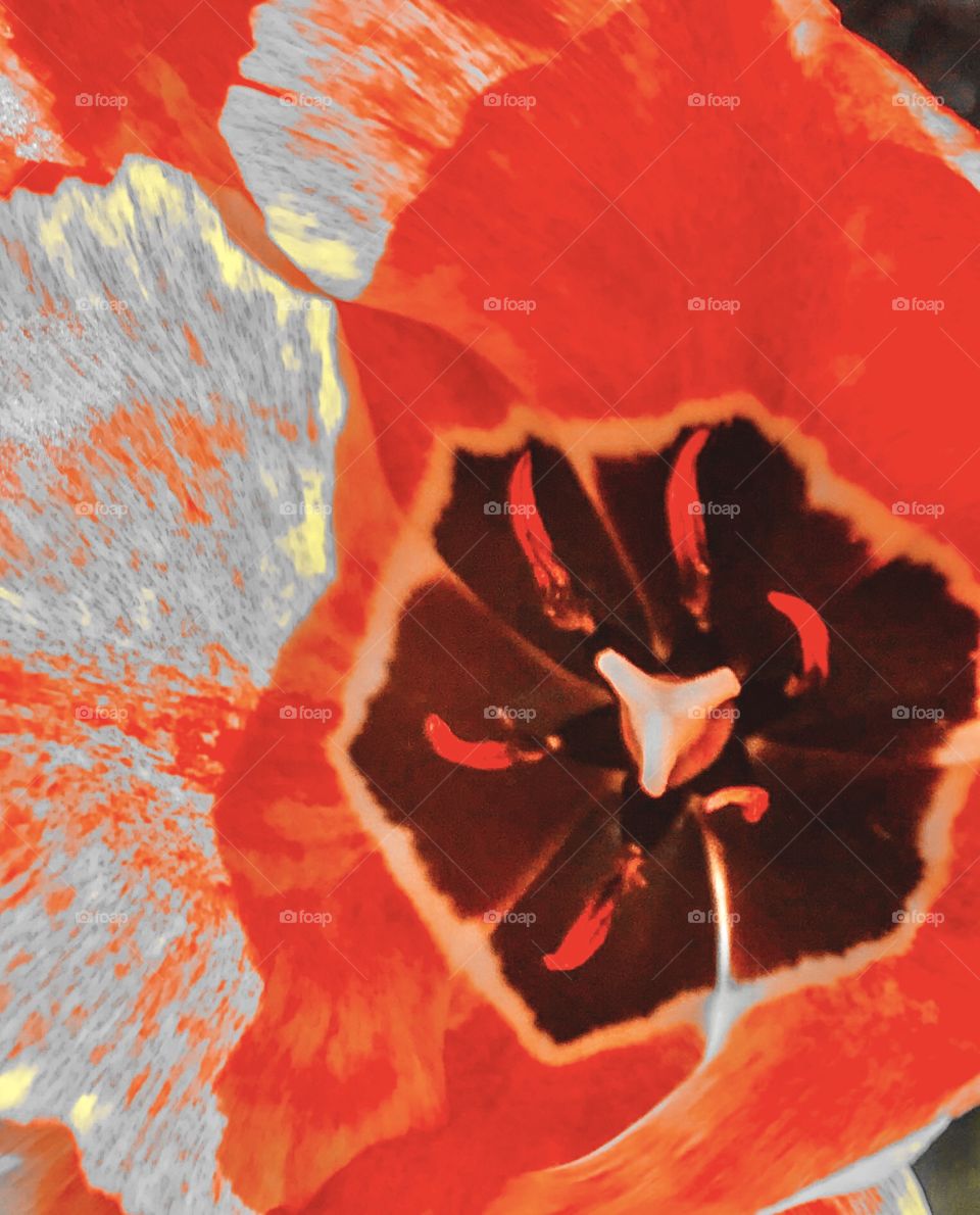 Orange tulip closed up