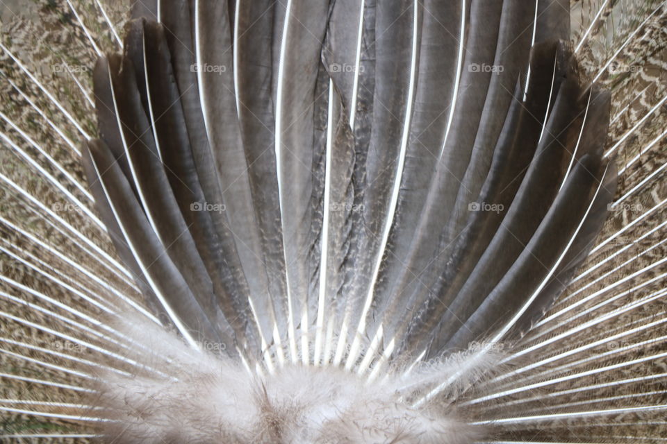 Feathers of a peacock, closeup